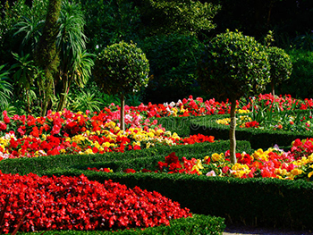 Ornamental | Garden | Landscaping